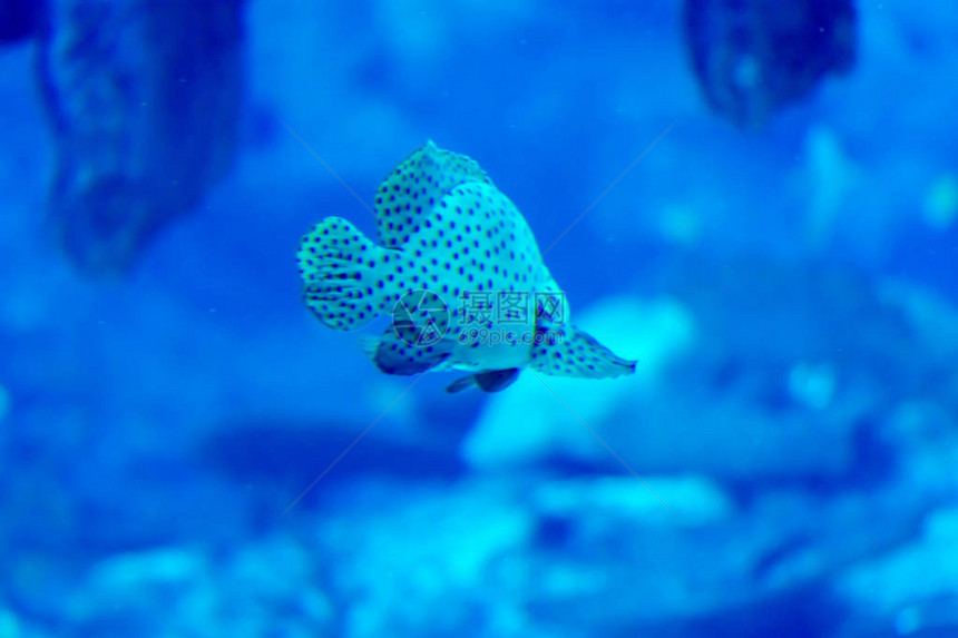 蓝海水族馆中丑角甜唇的模糊照片图片