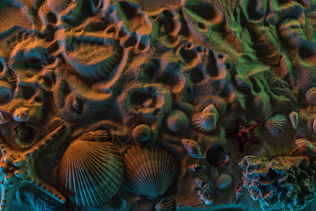 以橙色绿色和蓝色灯光在沙上观测到不同贝壳海星图片
