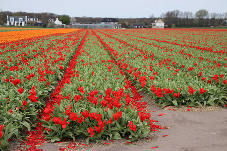 荷兰Noordwijkerhout花灯田图片