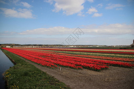 在荷兰Noordwijkerhout的花灯田上排成一排的红图片