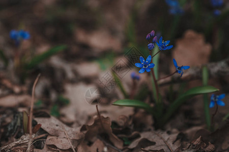 温柔的第一个春天三月花丁香蓝色的白头翁花图片