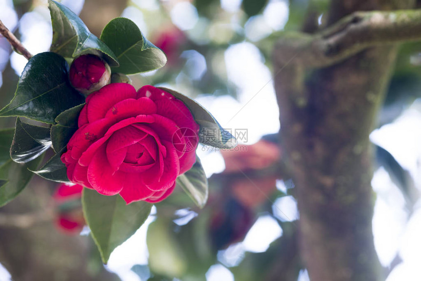 灌木丛上盛开的红玫瑰花图片