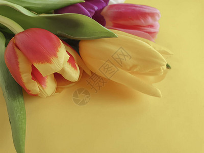 彩色背景上的一束郁金香图片