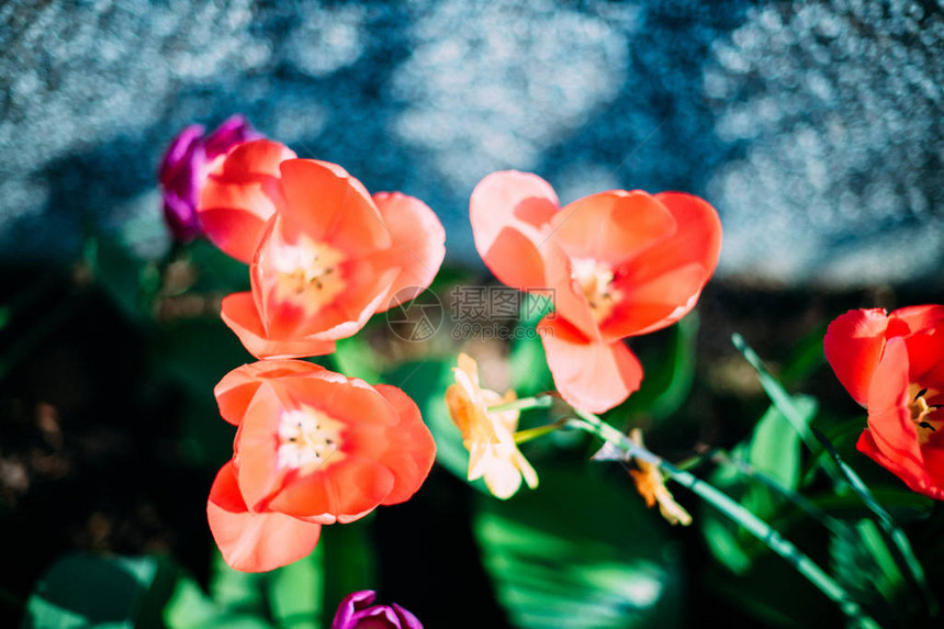 花园里美丽的红郁金香多朵红花在蓝墙图片