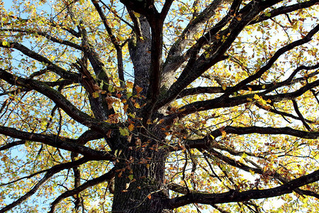 初秋大树的多根大树枝背景图片