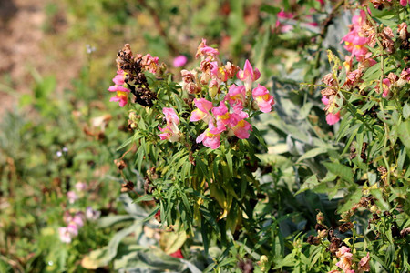 常见的松鼠或安非他林大野生和部分干燥的粉红白花朵高清图片