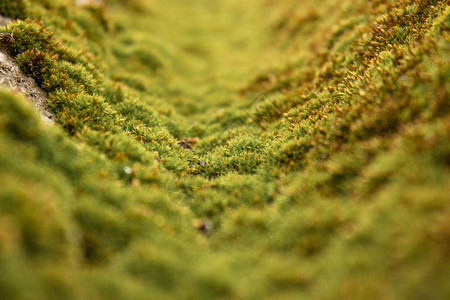 绿苔的质地克里沙覆盖着绿图片