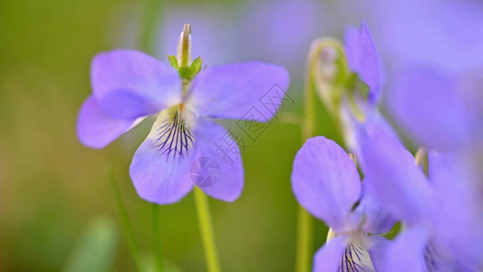 草地上美丽的春季紫色花朵图片