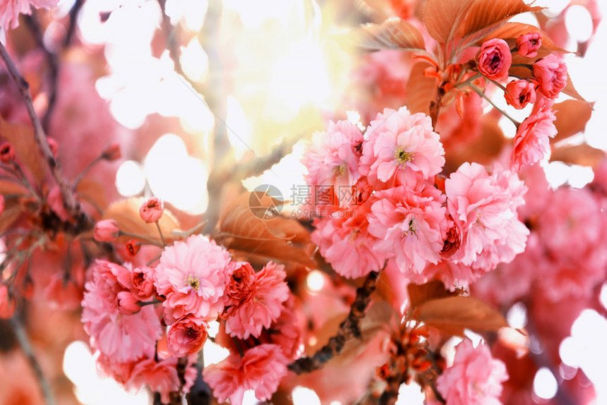 春时美丽的樱花枝樱花本底模糊的樱树图片