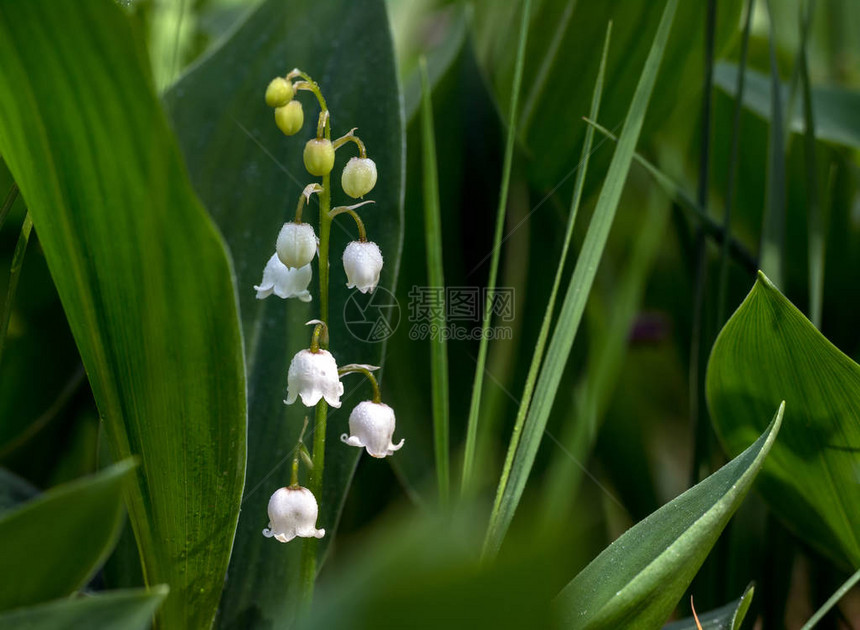 铃兰带有芳香的白色铃铛花的药草春天图片