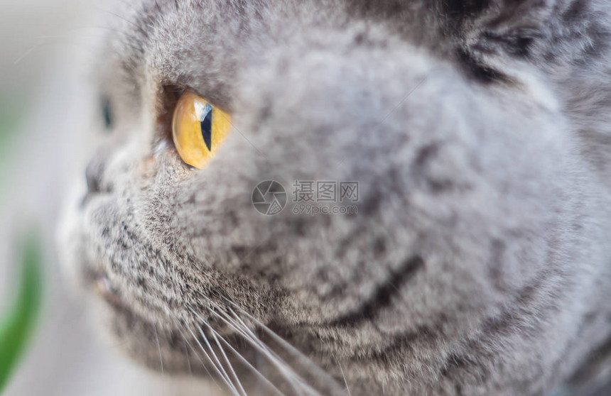 猫的眼睛被人工光学击中有选择图片