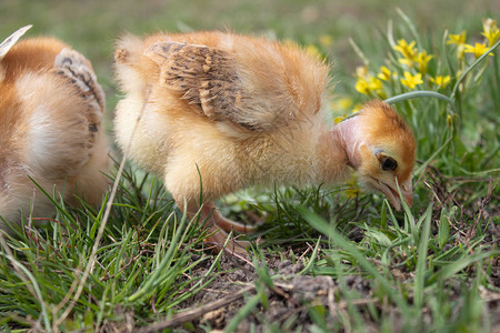 小鸡草地上的黄鸡养小鸡家禽图片