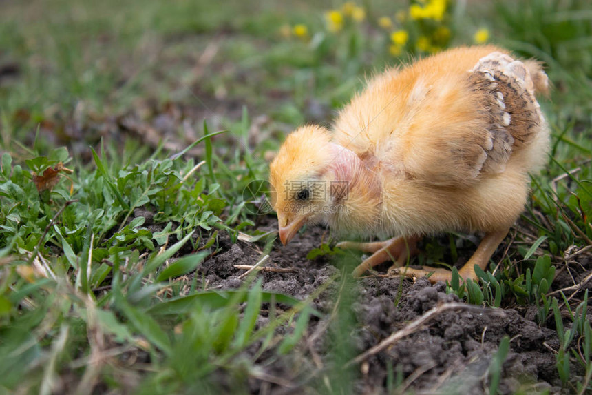 小鸡特写草地上的黄鸡饲养小鸡家图片
