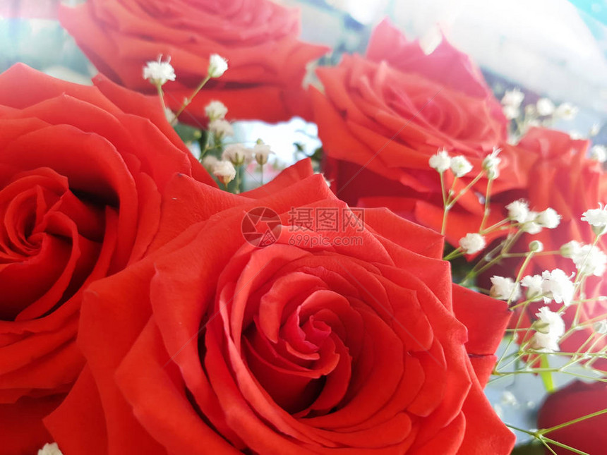 一束美丽的鲜红玫瑰图片
