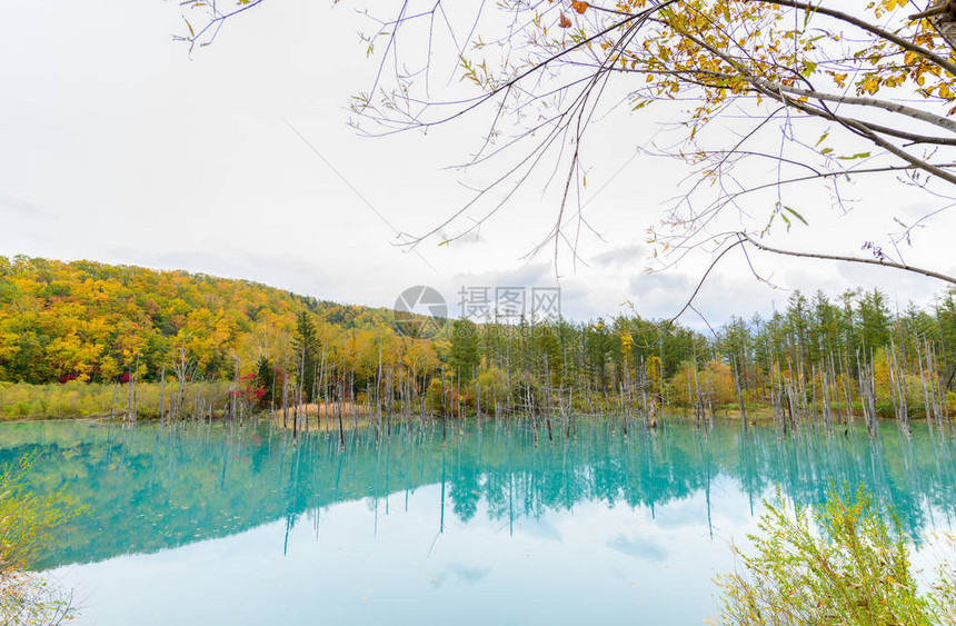 Biei北海道秋季节的蓝色池塘Aioike是比埃图片