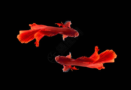 红色暹罗战鱼丝尾斗鱼贝塔光芒背景