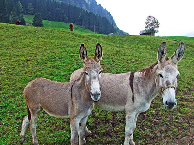 Obertoggenburg地区郊的驴子图片