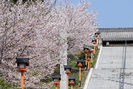 有楼梯的樱花树日本场景图片