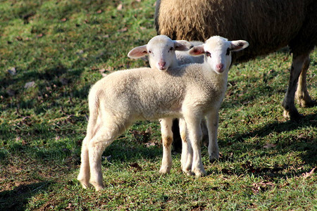 两只可爱的小毛羊羔站在未割草的地上在温暖的冬图片