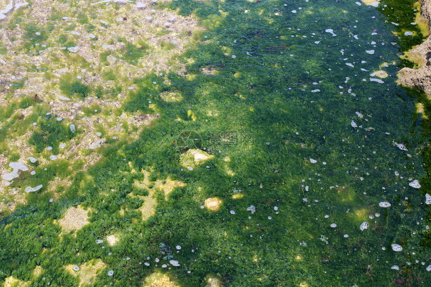 浅水中近海的水颜色和反射图片