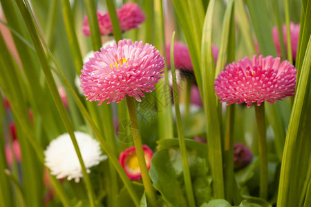 春菊花紧贴着红色和粉色的颜色图片