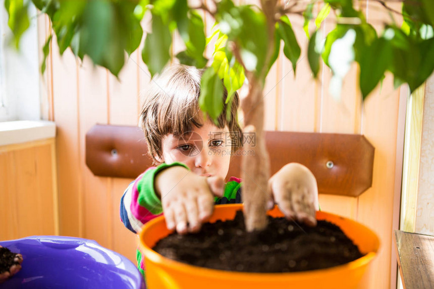 孩子移植家里的花男孩帮助他的母亲将一株室内植物重新种植到一个新花盆中补种盆栽孩子种花图片