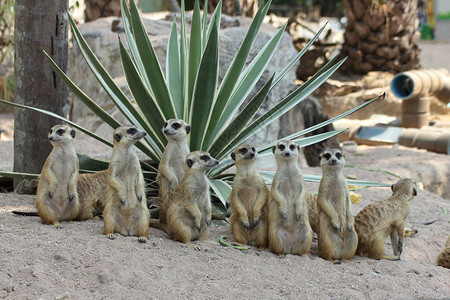 Meerkats家族站立图片