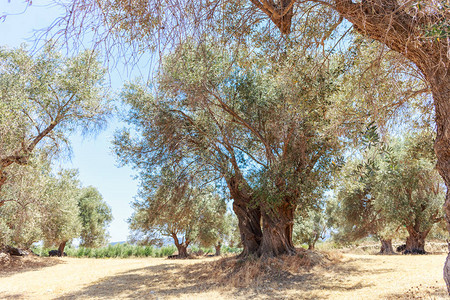 老橄榄树种植园的立场图片