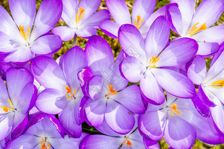 紫色番红花开的特写镜头图片