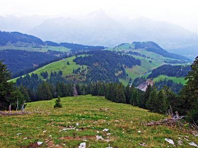 Obertogogenburg地区的树木和常青林图片