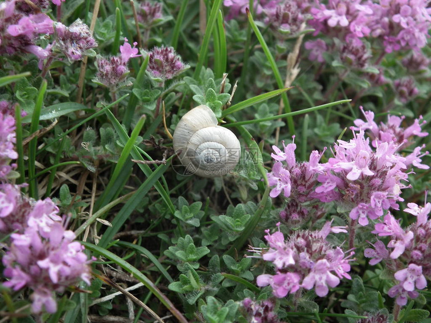 花上的蜗牛图片