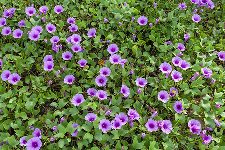 夏天的花朵背景美丽的紫色花朵泰国布吉沙滩上的Ipo图片
