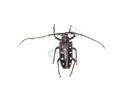 大棕色甲虫关闭孤立在白色背景高清图片