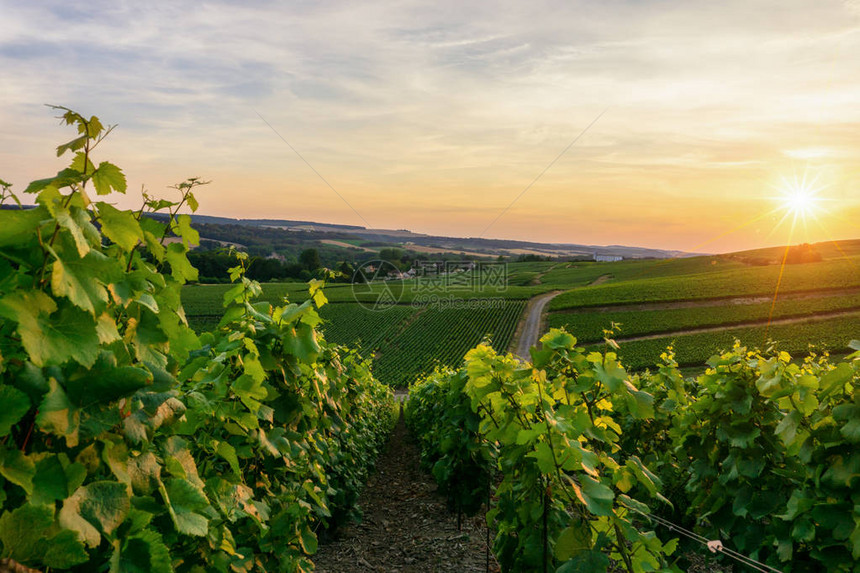 法国Montagnedereims农村乡背景的香槟葡萄图片