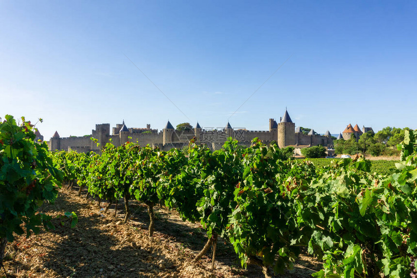 法国Carcassonne背景的香槟葡萄图片