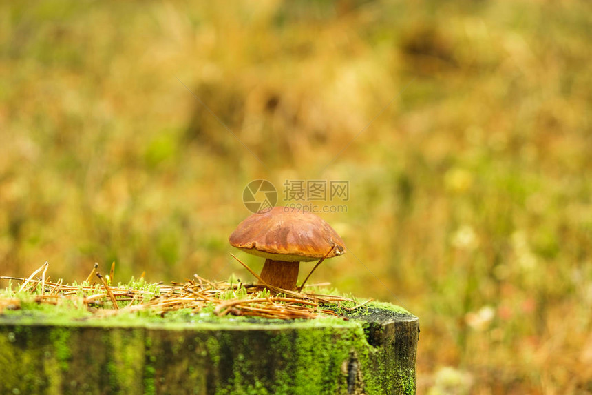 在一棵古树上薄膜可食用蘑菇在模糊背景的苔图片