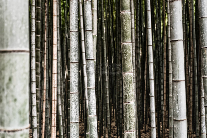 绿色的日本竹子背景在从边上看到图片