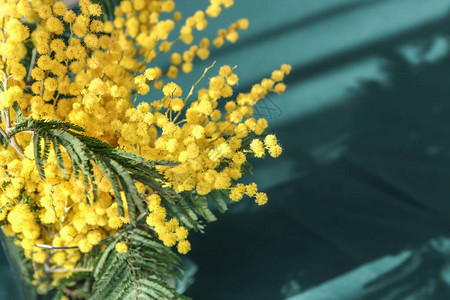 美的Mimosa花在图片