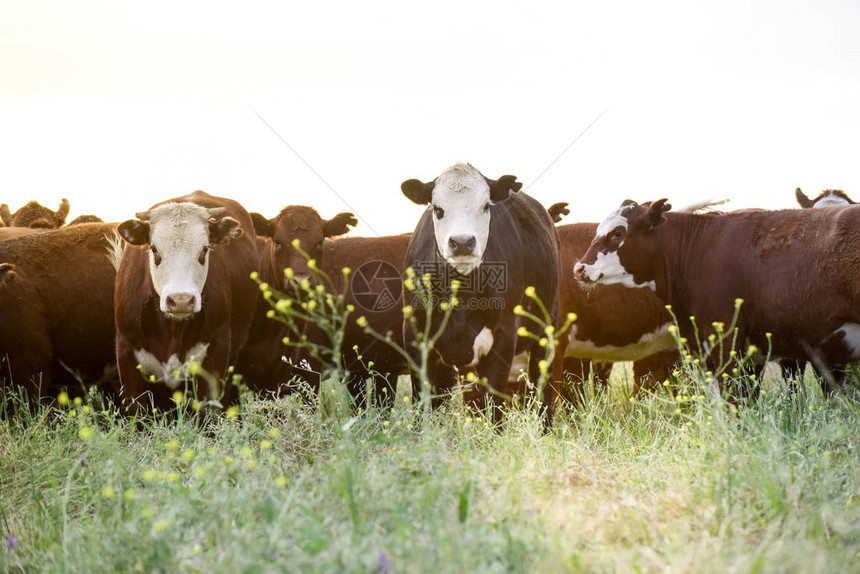 阿根廷布宜诺斯艾利斯省的牛育种图片