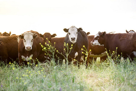 阿根廷布宜诺斯艾利斯省的牛育种图片