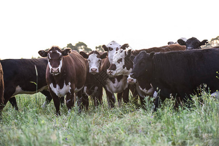 阿根廷乡村的奶牛图片