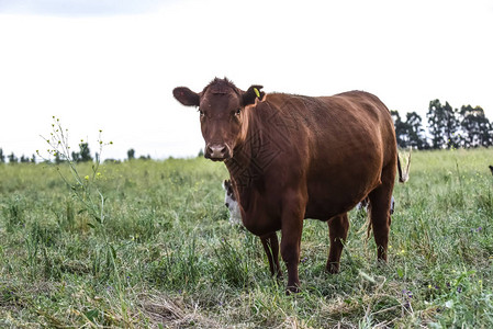 阿根廷乡村的牛图片