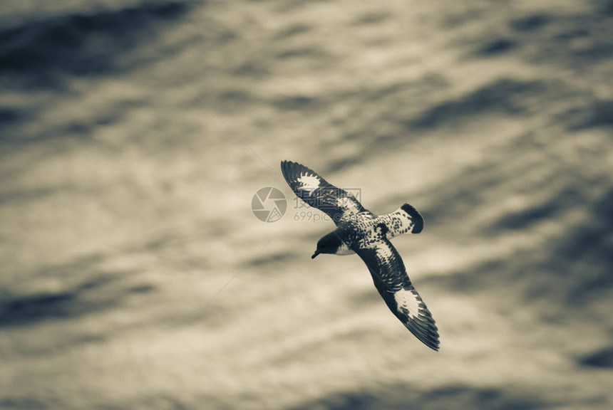 海燕角南极鸟南极洲图片