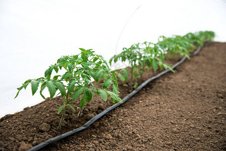 温室中的番茄植物和滴灌系统选择聚图片