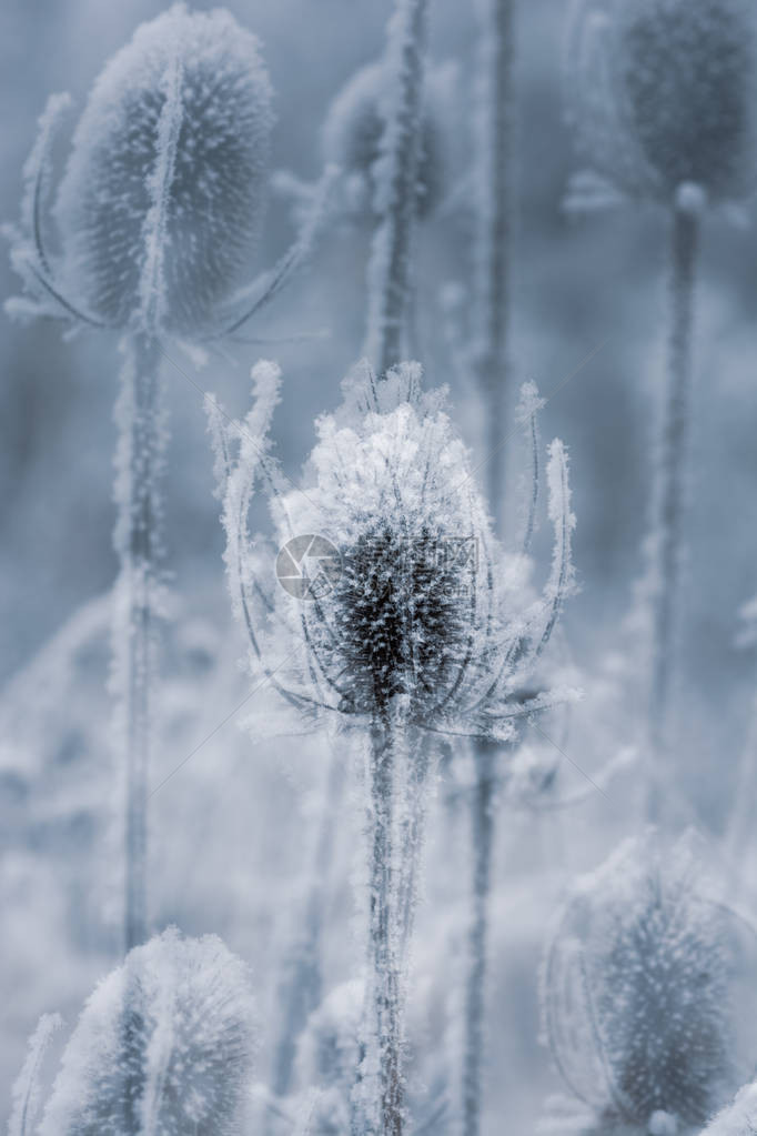 模糊雾自然背景下雪白霜冰晶蓟的单色蓝冬季图片