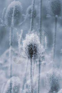 模糊雾自然背景下雪白霜冰晶蓟的单色蓝冬季图片