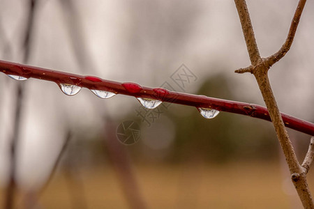 红色树枝上四滴雨的彩色户外宏观图像图片