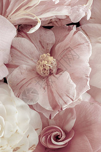 美术静物花卉柔和的色彩宏图片