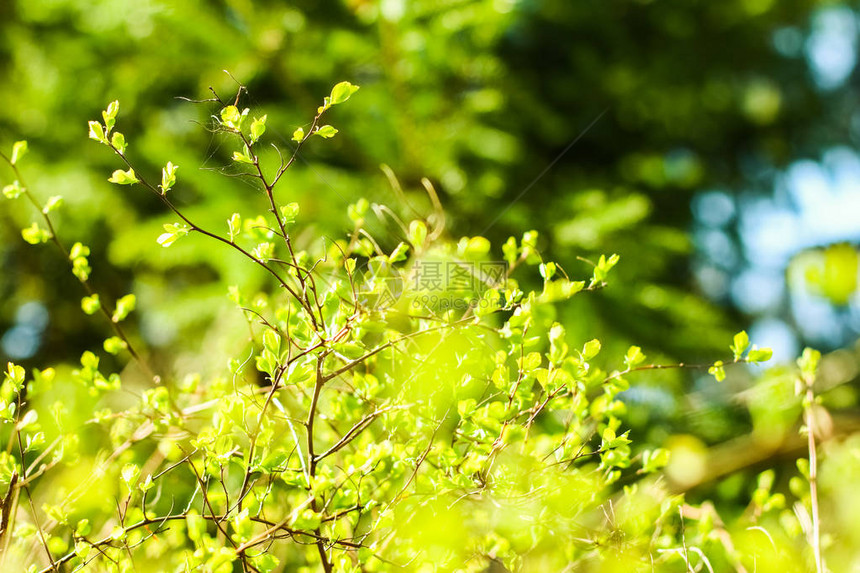 自然环境植物纹理和生物能源概念春天的绿图片