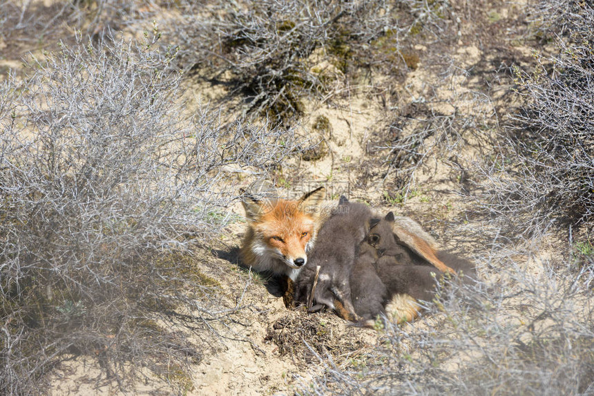 红狐幼崽喝母乳图片
